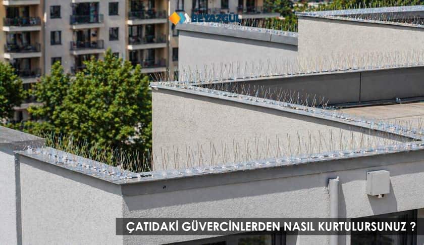 Çatınızdaki Güvercinlerden Nasıl Kurtulursunuz